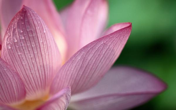 Free lotus hd wide wallpaper download