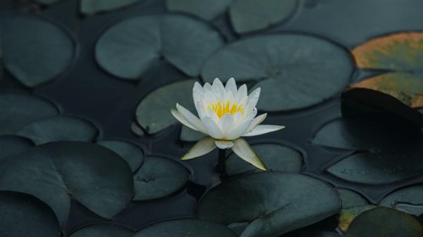 Free lotus petals leaves 4k hd wallpaper download