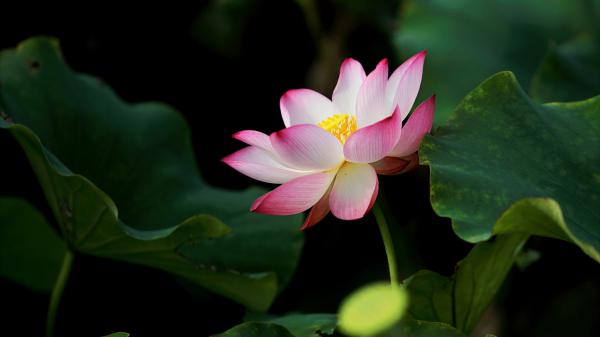 Free lotus pink flower with big leaves hd flowers wallpaper download