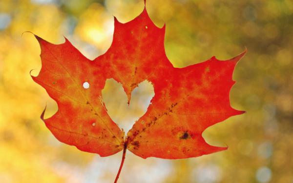 Free love heart maple leaf wallpaper download