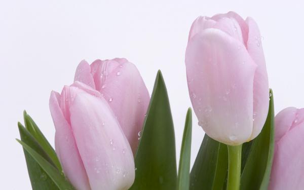 Free lovely pink buds wallpaper download