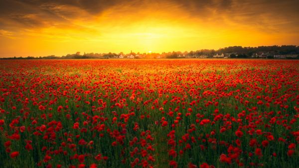 Free lovely poppy field surrounding green trees under colourful clouds during sunset time hd flowers wallpaper download