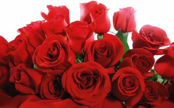 Free lovely red roses wallpaper download