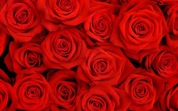 Free lovely roses hq wallpaper download