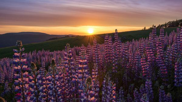 Free lupine lavender flowers during sun rise california hd flowers wallpaper download