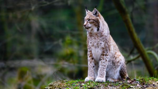 Free lynx big cat 4k 8k hd animals wallpaper download