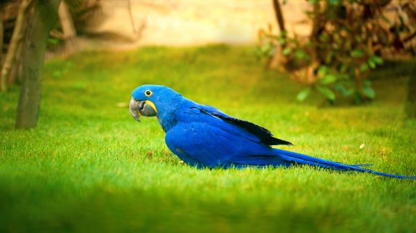 Free macaw blue bird on green grass in blur background 4k hd animals wallpaper download