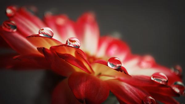 Free macro drops wallpaper download