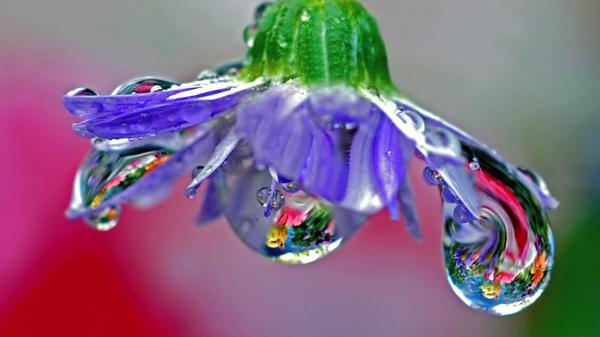 Free macro of a purple flower with water drops blown glass 4k hd wallpaper download