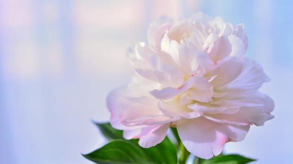 Free macro peony petal white flower 4k hd flowers wallpaper download