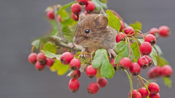 Free macro rodent vole on berry tree branch hd animals wallpaper download