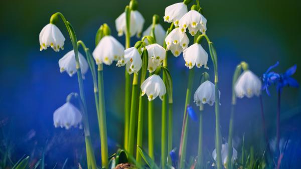 Free macro spring white flowers 4k 5k hd flowers wallpaper download