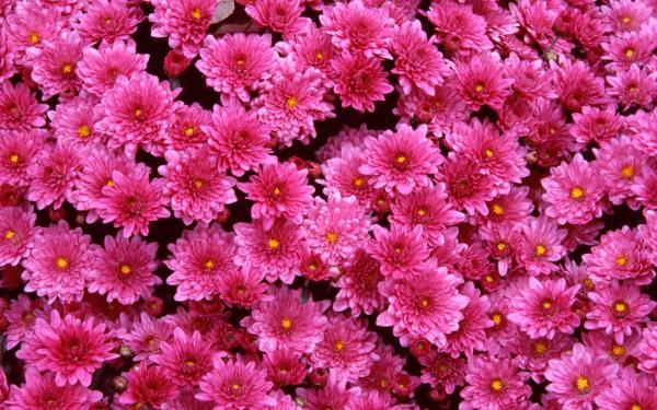 Free magenta mums wallpaper download