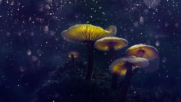 Free magical mushrooms 4k 8k wallpaper download