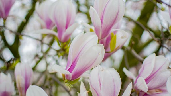 Free magnolia 4k 5k hd wallpaper download