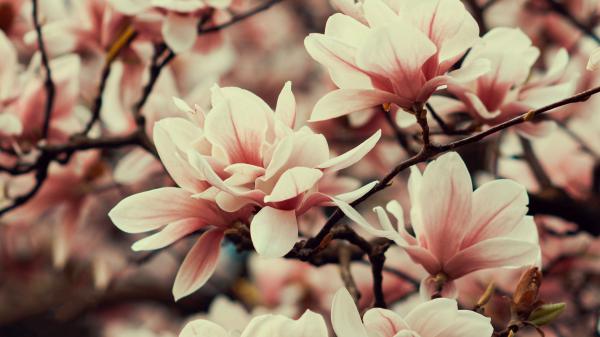 Free magnolia flowers branches plant flowering spring 4k hd wallpaper download