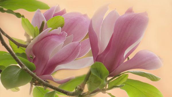 Free magnolia trees leafed macro branch flower hd flowers wallpaper download