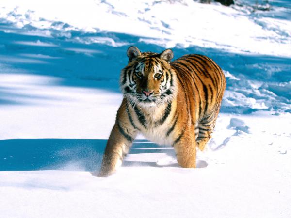 Free majestic grace siberian tiger wallpaper download