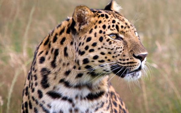 Free male amur leopard wildlife heritage uk wallpaper download