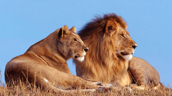 Free male and female lions are sitting on dry grass in blue sky background hd lion wallpaper download