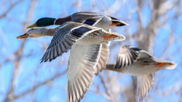 Free mallard birds hd birds wallpaper download