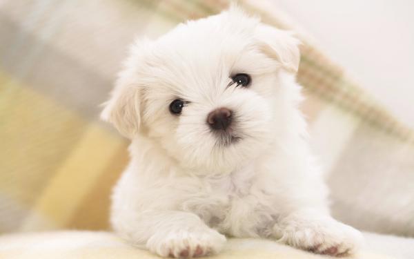 Free maltese puppy wallpaper download