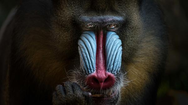 Free mandrill monkey muzzle wildlife hd animals wallpaper download