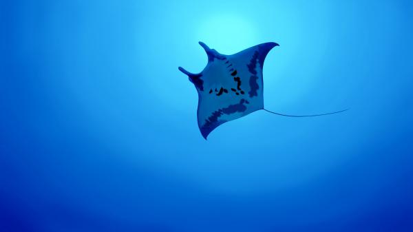 Free manta ray fish 4k wallpaper download