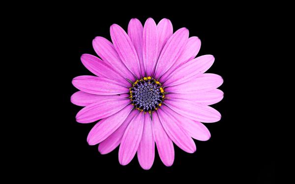 Free margarita purple daisy flower 4k wallpaper download