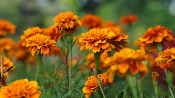 Free marigold orange flower in green blur background 4k hd flowers wallpaper download