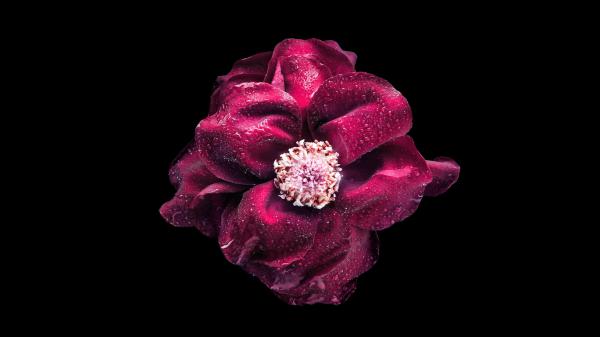 Free maroon flower 4k wallpaper download