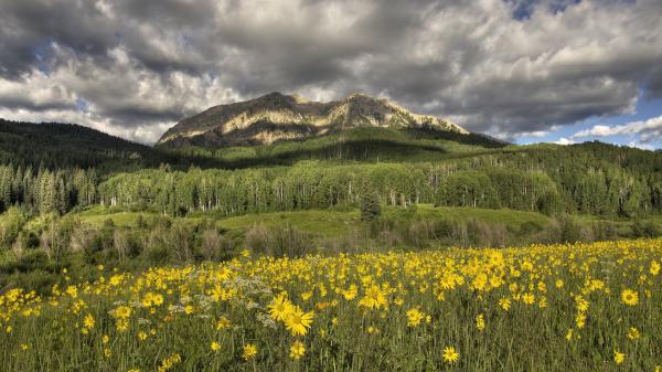 Free meadow yellow flowers in mountain background under white cloudy sky hd flowers wallpaper download