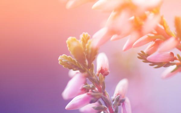 Free morning blossom wallpaper download