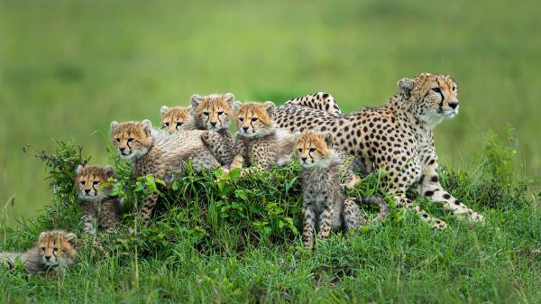 Free mother cheetah with baby cheetahs hd animals wallpaper download