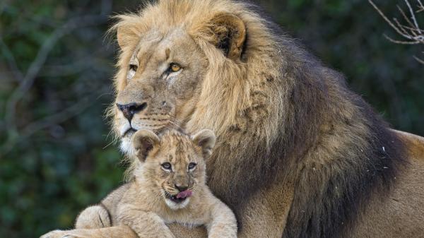 Free mother lion with cub 4k hd lion wallpaper download