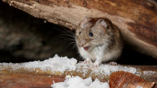 Free mouse rodent vole wildlife hd animals wallpaper download