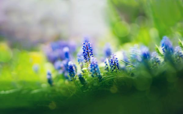 Free muscari flowers wallpaper download