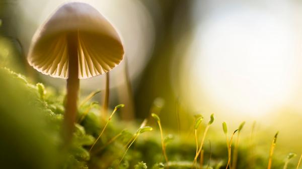 Free mushroom scenery wallpaper download