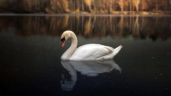 Free mute swan hd wallpaper download