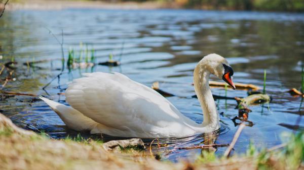 Free mute swan on pond 4k 5k hd birds wallpaper download