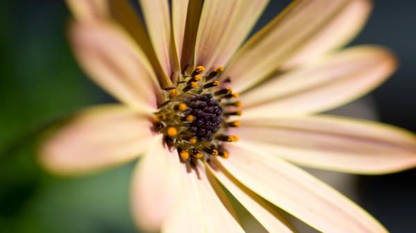 Free nice daisy hd 1080p wallpaper download