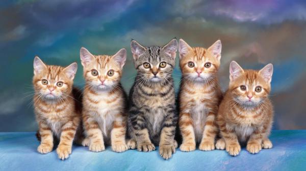 Free nice picture of cats hd cat wallpaper download