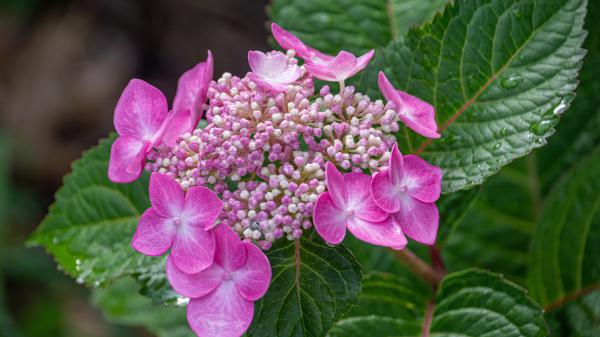 Free oak leaved hydrangea 4k 5k hd flowers wallpaper download