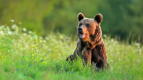 Free old bear is sitting on the green field hd animals wallpaper download