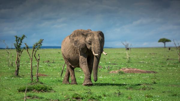 Free old elephant is on the grass field with cloudy sky background hd animals wallpaper download