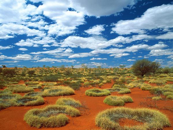 Free old spinifex rings little sandy desert australia wallpaper download