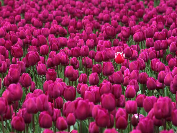 Free one in a million skagit valley tulip festival washington wallpaper download