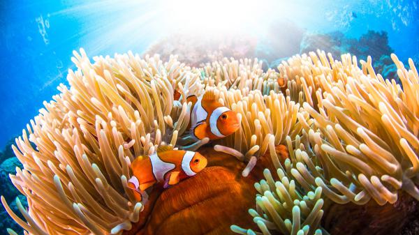 Free orange and white clown fishes are hiding in sea anemone hd animals wallpaper download