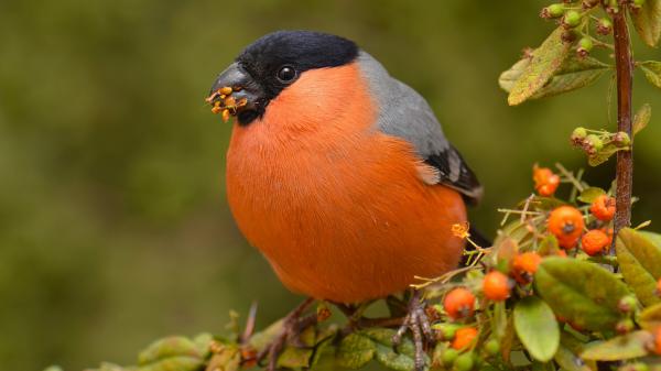 Free orange ash black bullfinch bird is sitting on tree branch eating berries in green background hd animals wallpaper download