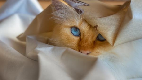 Free orange cat with blue eyes 4k 5k hd cat wallpaper download